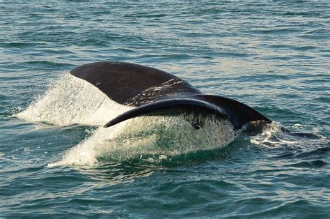 whales in hermanus season|Whale Watching in Hermanus: The Ultimate Guide